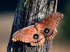 Polyphemus Moth, Massachusetts